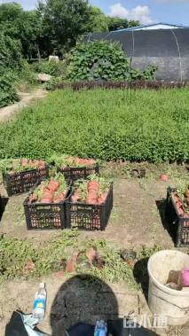 高度20厘米马鞭草