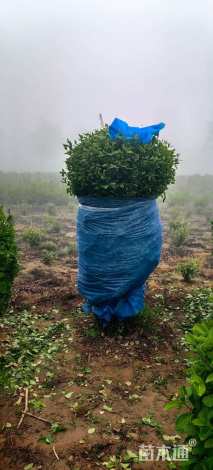 冠幅120厘米水蜡球