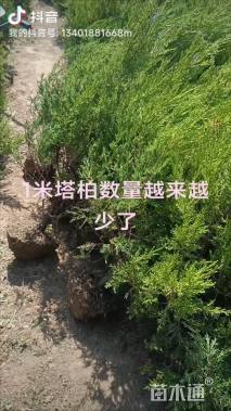 高度100厘米蜀桧