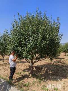 11公分八棱海棠