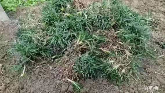 高度30厘米麦冬