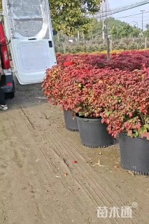 高度50厘米火焰南天竹