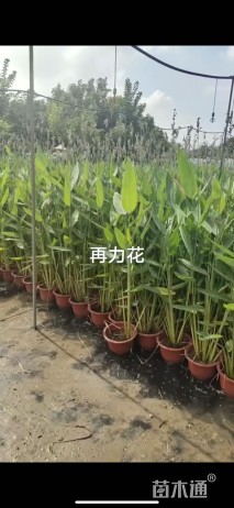 高度50厘米再力花