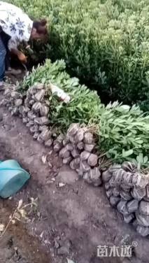 高度50厘米海桐