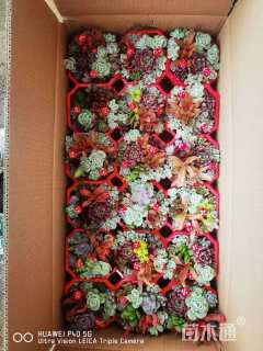 高度10厘米多肉