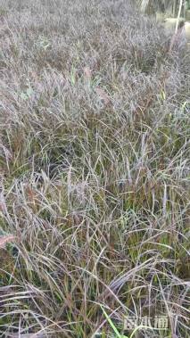 高度30厘米紫叶狼尾草