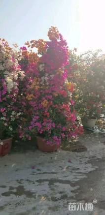 高度200厘米三角梅