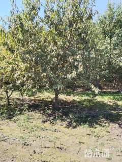 12公分青叶碧桃