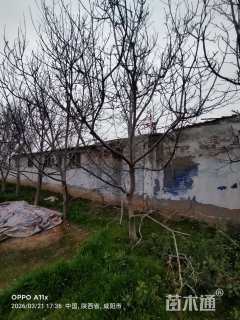 高度600厘米核桃