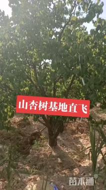 8公分山杏
