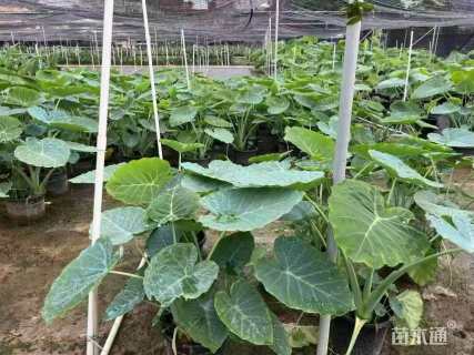 高度70厘米观音芋