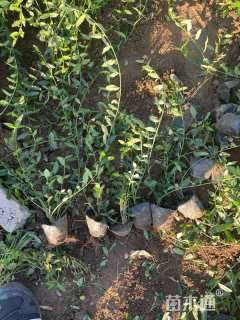 主蔓长50厘米小叶扶芳藤