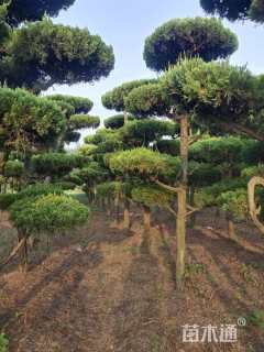 10公分造型龙柏