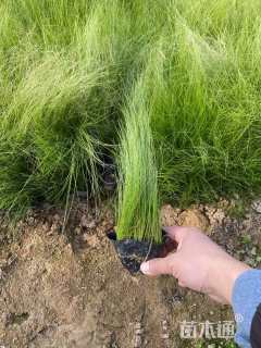 高度25厘米墨西哥羽毛草