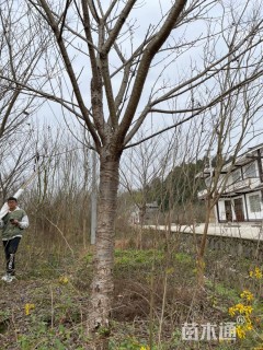 10公分樱花