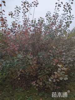 高度400厘米丛生黄栌