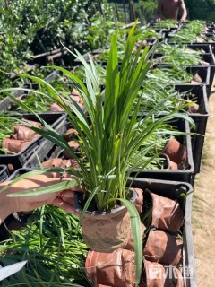 高度30厘米蛇鞭菊