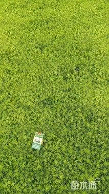 高度10厘米佛甲草