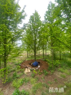 10公分金叶水杉