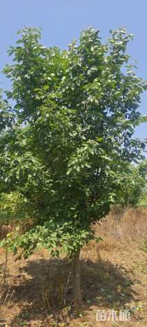 10公分垂丝海棠