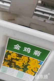 金鸡菊金鸡菊种子