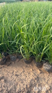 高度15厘米画眉草