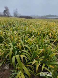 高度20厘米鸢尾