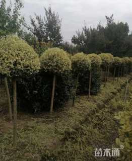 高度150厘米金姬小蜡