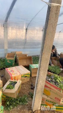 高度15厘米大滨菊