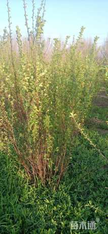 高度1500厘米丛生榆叶梅