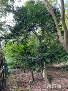 9.5公分造型黄杨