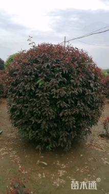 高度180厘米密枝红叶李球