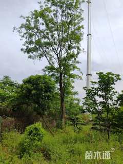 35公分朴树