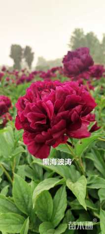 高度90厘米芍药