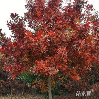 15公分欧洲红栎