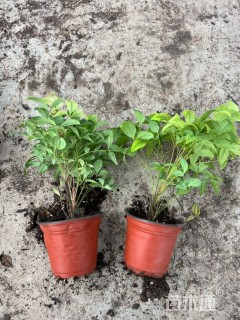 高度25厘米火焰南天竹