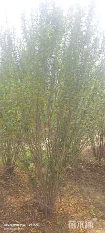 高度200厘米丛生花石榴