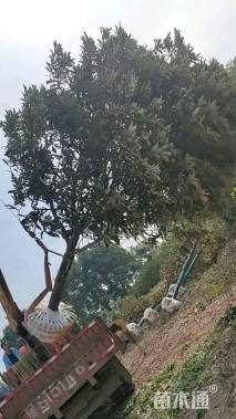 8公分枇杷