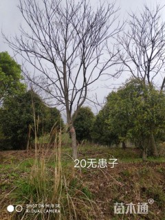 20公分无患子