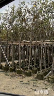 5公分黄花风铃木