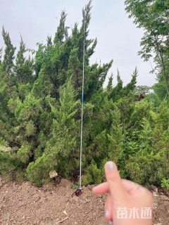高度200厘米龙柏