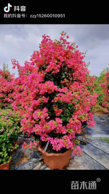 高度300厘米三角梅