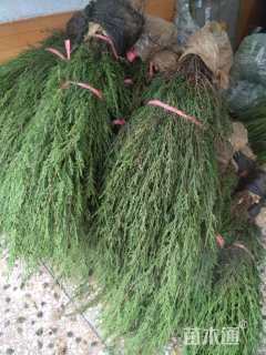 高度50厘米塔柏