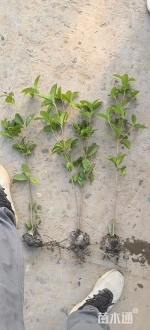 高度60厘米四季桂小苗