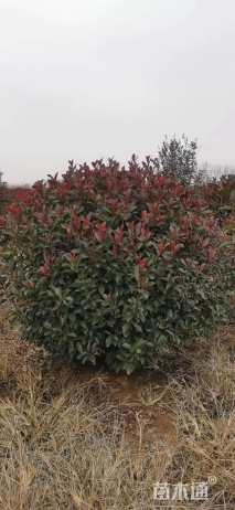 冠幅150厘米红叶石楠球