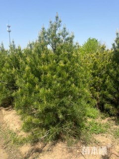 高度150厘米白皮松