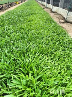 高度8厘米金鸡菊