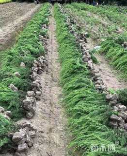 高度35厘米圆柏