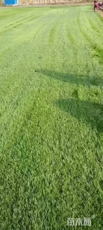 草卷状果岭草