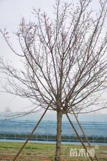 18公分红梅
